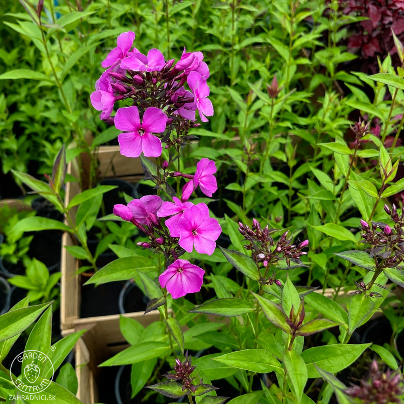 Obrázok Flox metlinatý (Phlox paniculata) 'Sweet Summer Fragrance'® - kont. C1L